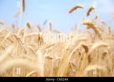 Reife Weizenfeld Stockfoto