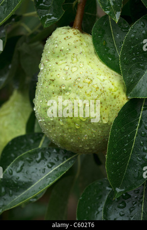 Nahaufnahme von Bartlett mit Wassertropfen, die an einem Baum in einem Obstgarten reife Birne Stockfoto