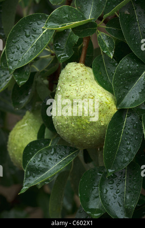 Nahaufnahme von Bartlett mit Wassertropfen, die an einem Baum in einem Obstgarten reife Birne Stockfoto