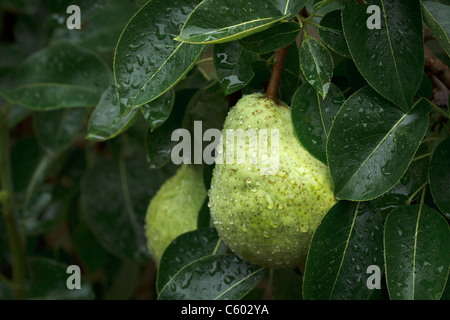 Nahaufnahme von Bartlett mit Wassertropfen, die an einem Baum in einem Obstgarten reife Birne Stockfoto