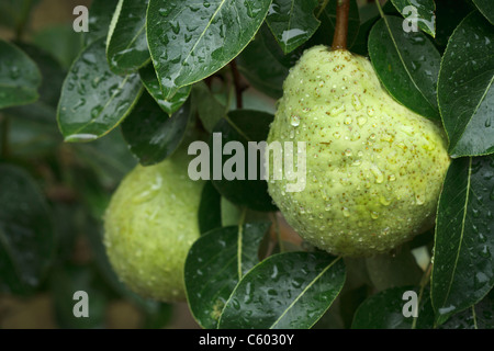 In der Nähe von Bartlett Birnen mit Wassertropfen, Reifung auf einem Baum in einem Obstgarten Stockfoto