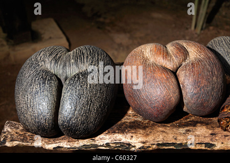 Coco De Mer, Vallee de Mei, Praslin, Seychellen Stockfoto