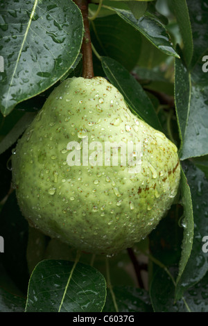 Nahaufnahme von Bartlett mit Wassertropfen, die an einem Baum in einem Obstgarten reife Birne Stockfoto