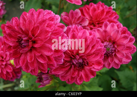 Cluster von rote Dahlien Dahlia hautnah Stockfoto