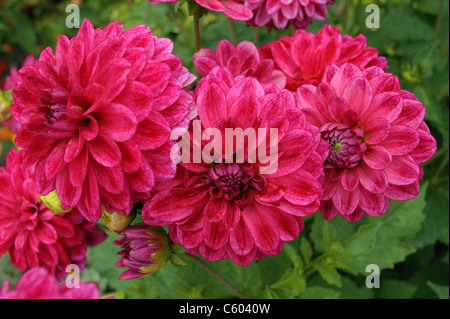 Cluster von rote Dahlien Dahlia hautnah Stockfoto