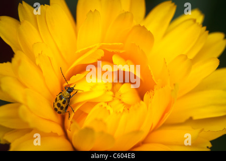 Gefleckte Gurke Käfer auf gelbe Ringelblume-Blume Nahaufnahme Stockfoto