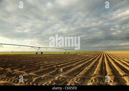 Ein am frühen Morgen Blick auf Kartoffelacker und ein Center Pivot-Sprinkler-system Stockfoto