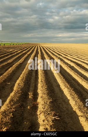 Ein am frühen Morgen Blick auf einem frisch gepflanzten Kartoffelfeld. Stockfoto