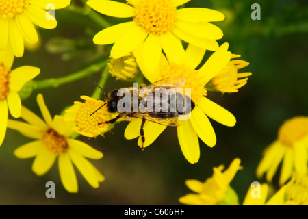 Parliament Hill, London Hampstead Heath, Honeybee oder Honig Biene oder drohne oder Apis mellifera auf Gelb wilden Gänseblümchen Stockfoto