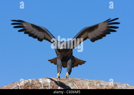 Schakal Bussard im Flug Stockfoto