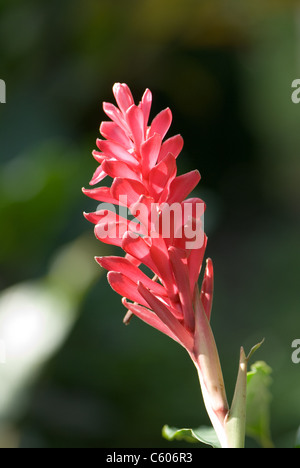 Roter Ingwer, Alpinia Purpurata - Dschungel-König Stockfoto