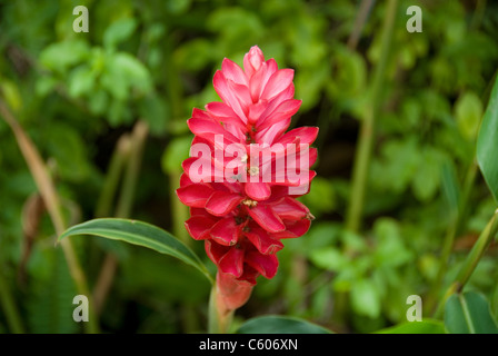 Roter Ingwer, Alpinia Purpurata - Dschungel-König Stockfoto