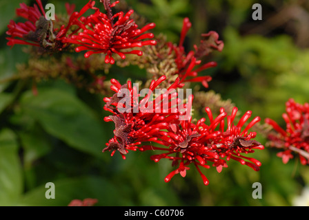 Chilenische Feuer Embothrium coccineum, Baum, aka Chilenischen Flammenwerfer & chilenischen Firebush. Stockfoto