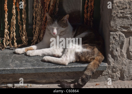 Katze schläft in Tür, Vernazza, Cinque Terre, Italien. Stockfoto