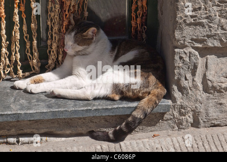 Calico Katze schläft in der Tür Mittag in Vernazza, Cinque Terre, Italien. Stockfoto