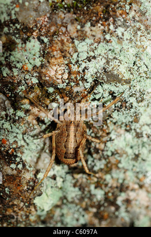 Harvestman (Lacinius Ephippiatus) Stockfoto