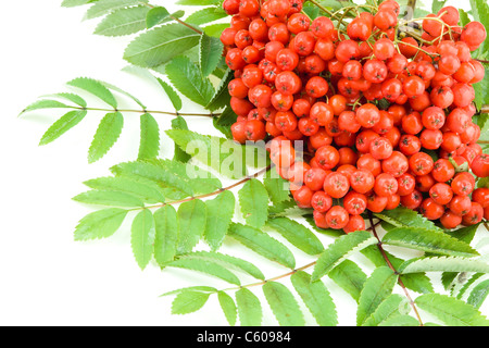 Vogelbeeren Stockfoto