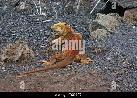 Leguan, Santa Cruz Island, Galapagos-Inseln zu landen Stockfoto