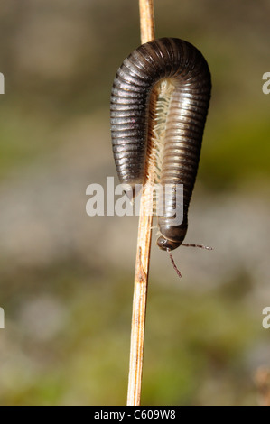 White-beinigen Schlange Tausendfüßler oder schwarz Tausendfüßler (Tachypodoiulus Niger) Stockfoto