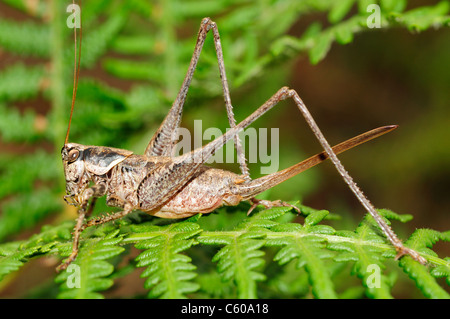 Weibliche Long – gehörnte Grasshopper (Antaxius Spinibrachius) Stockfoto