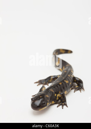 USA, Illinois, Metamora, Studioaufnahme von salamander Stockfoto