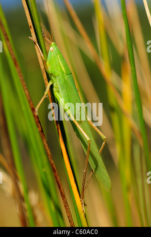 Conehead (Ruspolia Nitidula) Stockfoto