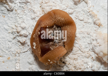 Pilze wachsen auf feuchten Wand Stockfoto