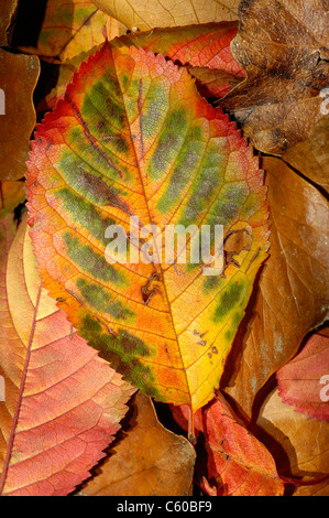 Gefallene Blätter eines Kirschbaums Stockfoto