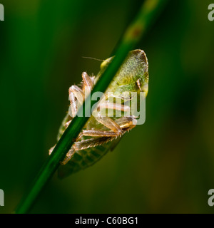 Leafhopper (Familie Cicadellidae) auf einem Grashalm Stockfoto