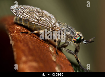 Weiblichen Kerbe-gehörnte Cleg, Haematopota Pluvialis, Cleg-Flly oder Pferdebremse Stockfoto