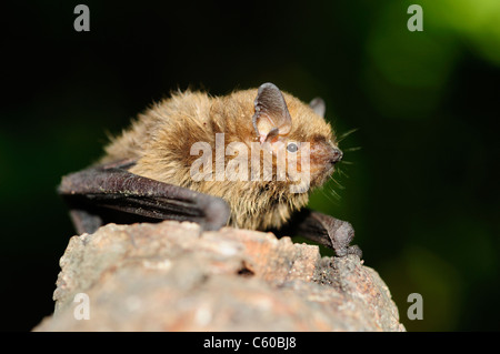 Entspannende Fledermaus (Eptesicus Federnelke) Stockfoto