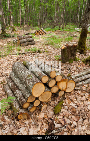 Holz-Stacks in Tronçais Wald (03360), Allier, Auvergne, Frankreich, Europa Stockfoto