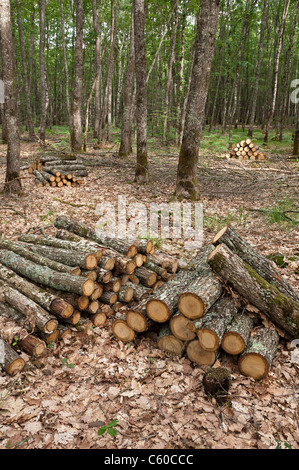 Holz-Stacks in Tronçais Wald (03360), Allier, Auvergne, Frankreich, Europa Stockfoto