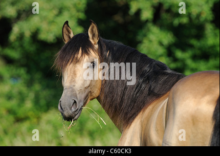 Andalusische Pferd (Equus Ferus Caballus), Porträt von Dun Hengst. Stockfoto