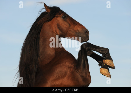 Andalusische Pferd (Equus Ferus Caballus). Bucht Hengst Aufzucht. Stockfoto