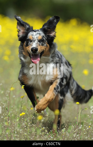 Border Collie (Canis Lupus Familiaris). Junger Hund läuft auf die Kamera. Stockfoto