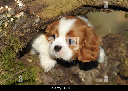 Cavalier King Charles Spaniel (Canis Lupus Familiaris), zweigt Welpen zwischen Fäulnis Ausschau. Stockfoto