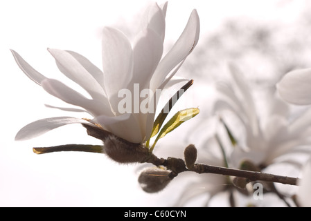 Weißen Magnolie Blüten auf einem Ast Stockfoto