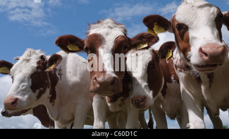 Vier Kälber in Folge, die in den Niederlanden gegen einen blauen Himmel mit Wolken in die Kamera schauen Stockfoto