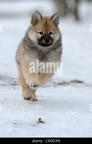 Eurasier, Eurasier (Canis Lupus Familiaris), Welpen, die auf Schnee. Stockfoto