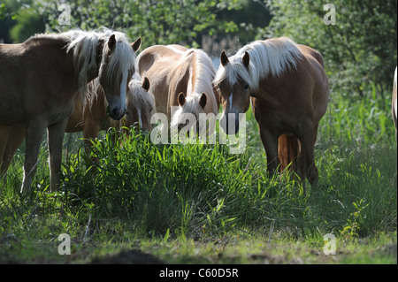 Haflinger-Pferd (Equus Ferus Caballus). Gruppe von Stuten Essen Rasen. Stockfoto