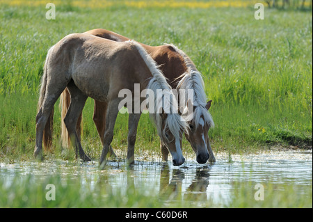 Haflinger-Pferd (Equus Ferus Caballus). Zwei junge Stuten aus einem Teich zu trinken. Stockfoto