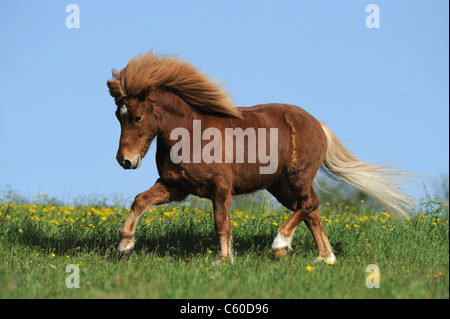 Isländische Pferd (Equus Ferus Caballus) im Trab auf einer Wiese. Stockfoto