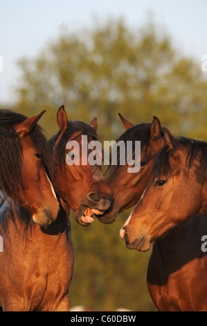Mangalarga Marchador (Equus Ferus Caballus). Vier Junghengste mit Köpfe zusammen stecken. Einer von ihnen ist Gähnen. Stockfoto