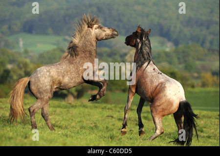 Mangalarga Marchador und isländische Pferd (Equus Ferus Caballus). Zwei junge Hengste Streitereien auf einer Wiese. Stockfoto