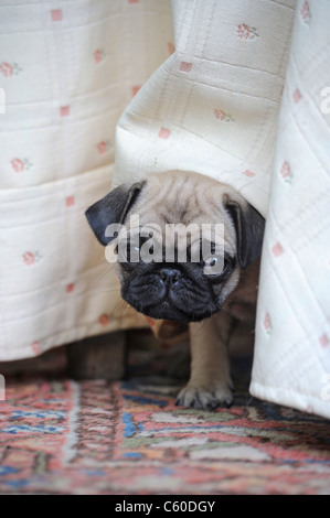 Mops (Canis Lupus Familiaris). Welpen unter einem Bett schauen. Stockfoto