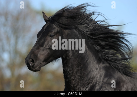 Morgan Harse (Equus Ferus Caballus). Schwarzer Hengst mit wallender Mähne. Stockfoto