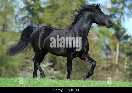 Morgan Horse (Equus Ferus Caballus). Schwarzer Hengst im Trab auf einer Wiese. Stockfoto