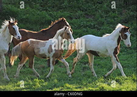 Farben-Pferd (Equus Ferus Caballus). Herde von Jährlingen im Trab auf einer Weide. Stockfoto