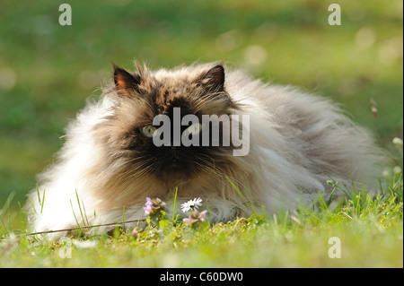 Hauskatze, persische Katze (Felis Silvestris, Felis Catus), erwachsenes Weibchen auf einer Wiese liegen. Stockfoto